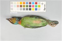 五色鳥藏品圖，第14張